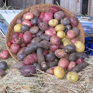 May include: A wicker basket overflowing with a variety of colorful potatoes. The potatoes range in color from red and purple to yellow and brown. They are resting on a bed of hay.