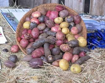 Mistura de batatas-semente certificadas, 2,27 kg de batatas inteiras não transgênicas, variedades Red Pontiac Golden Yukon e Purple Majesty, cultivadas nos EUA.