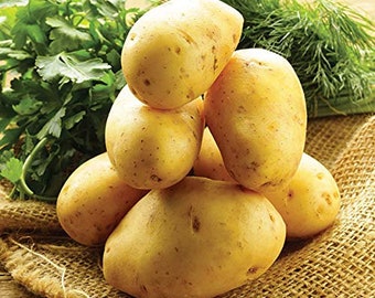 Simply Seed™ - 3LB German Butterball Potato Seed - Non GMO - Naturally Grown - Order Now For  Planting - Seed Is Ready To Grow