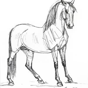Horse art original horse drawing ink sketch &quot;Stepping Back&quot; pen & ink equestrian art equine art horse lover gift animal art stallion