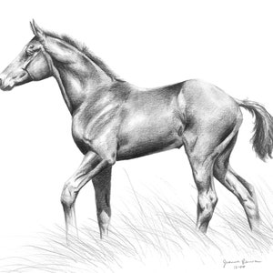 Foal - horse art print of original graphite pencil horse drawing horse sketch realistic horse pencil sketch equestrian art horse lover gift