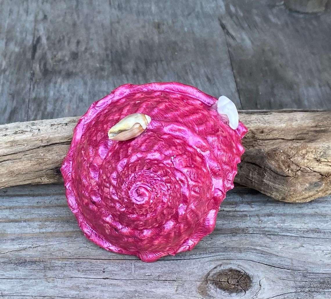 Beautiful Painted Medium Size California Wavy Turban Snail Shell - Etsy