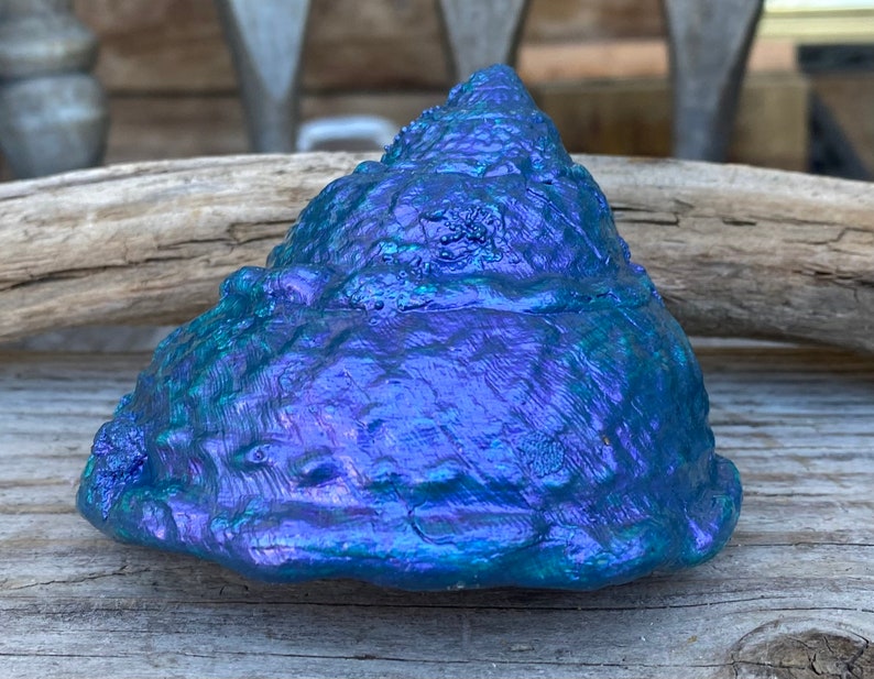 Medium California Wavy Turban Shell Painted Blue - Etsy