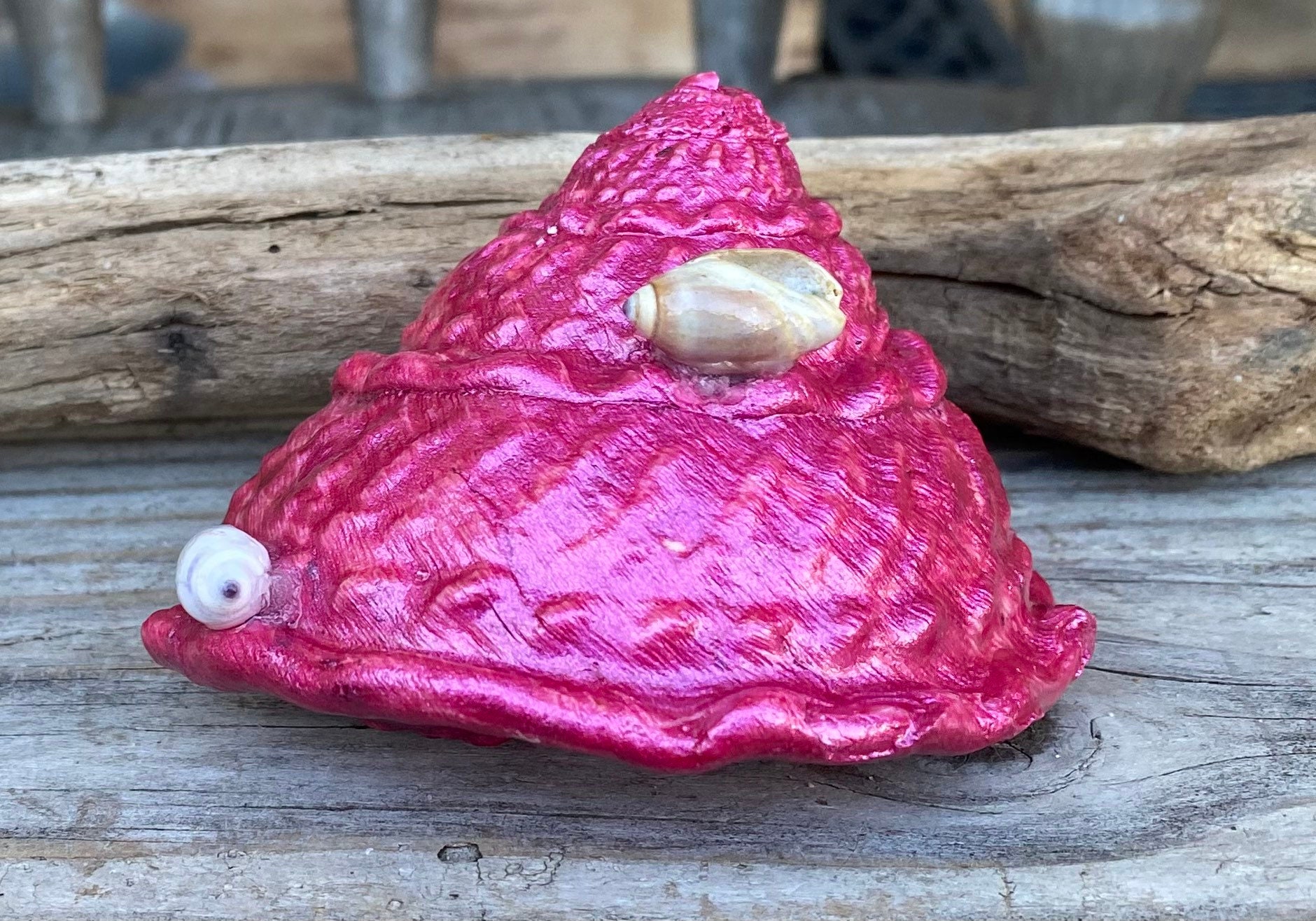 Beautiful Painted Medium Size California Wavy Turban Snail Shell - Etsy