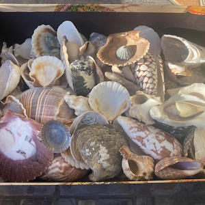 Bulk lot of shells...all different ones