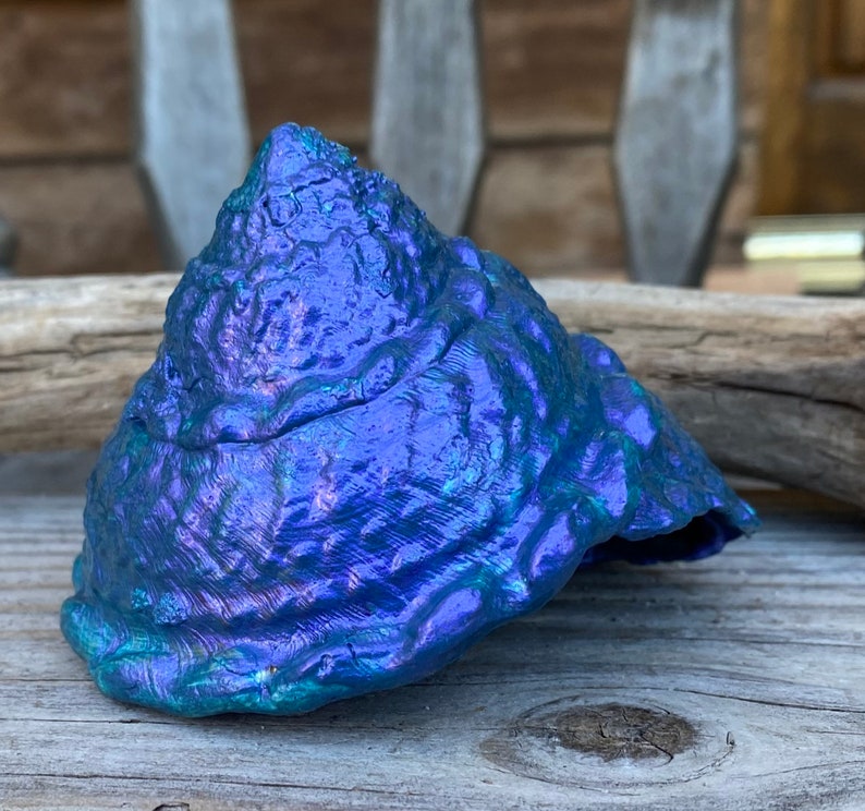 Medium California Wavy Turban Shell Painted Blue - Etsy