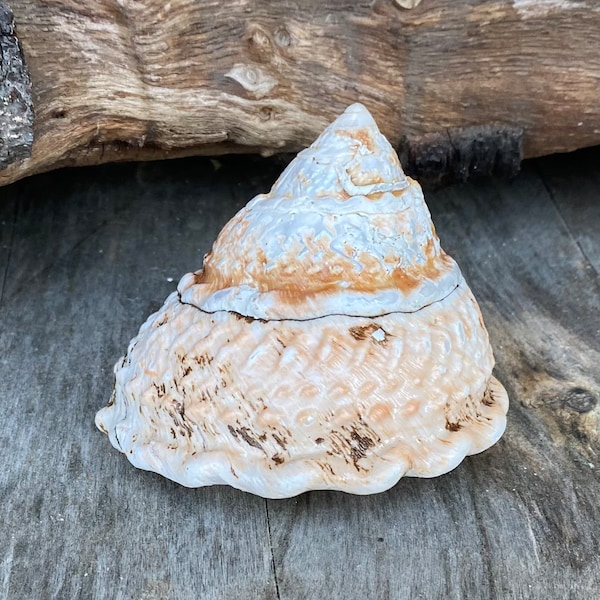 Beautiful medium natural California Wavy Turban Snail Shell