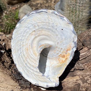 Large Beautiful California Turban Snail Shell...bleached From the Sun ...