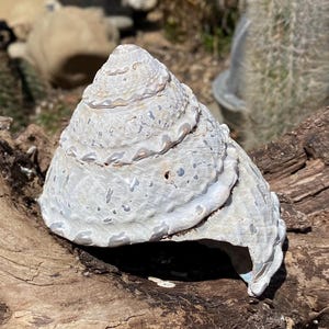Large Beautiful California Turban Snail Shell...bleached From the Sun ...