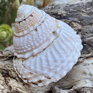 Large beautiful California Turban Snail Shell...bleached from the sun