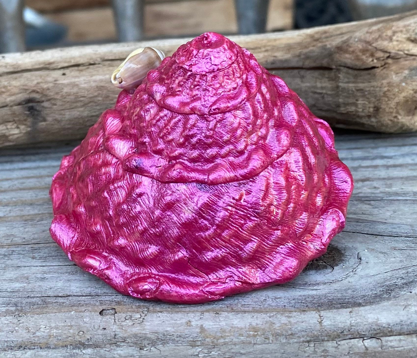 Beautiful Painted Medium Size California Wavy Turban Snail Shell - Etsy