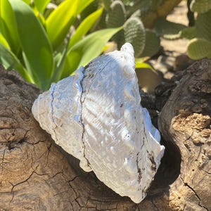 Large Beautiful California Turban Snail Shell...bleached From the Sun ...