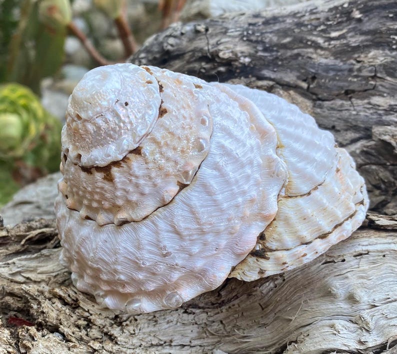 Large Beautiful California Turban Snail Shell...bleached From the Sun ...