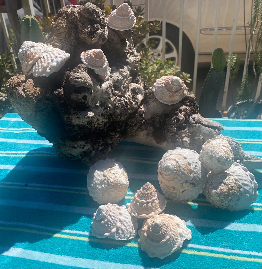 11 Beautiful California Turban Shells - Various Sizes, Small to Medium ...