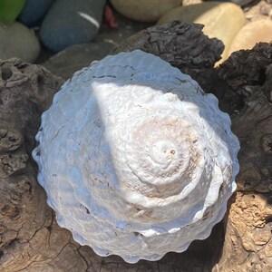 Large Beautiful California Turban Snail Shell...bleached From the Sun ...