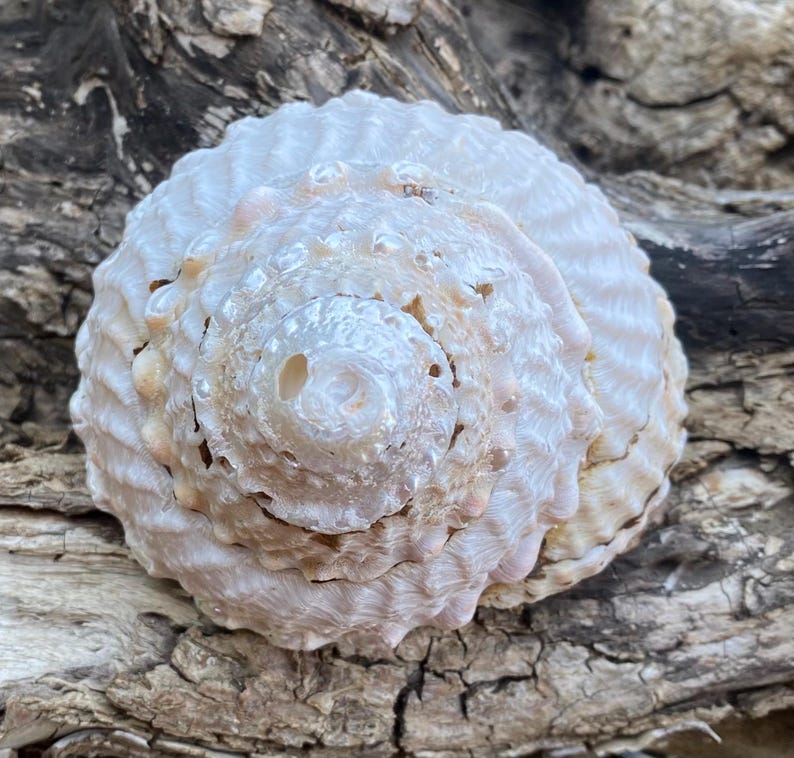 Large Beautiful California Turban Snail Shell...bleached From the Sun ...