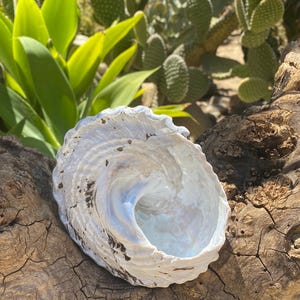 Large Beautiful California Turban Snail Shell...bleached From the Sun ...