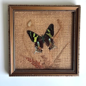 May include: A framed display featuring a preserved butterfly with black, lime green, and iridescent blue wings. The butterfly is mounted on a textured tan burlap background, accompanied by dried botanical elements inside a square gold-toned frame.