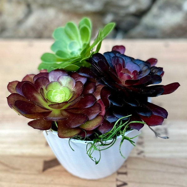 Beauties for Mother's Day: Fully potted and ready-to-enjoy rosette (aeonium) live succulents / cacti (4.5" pot)