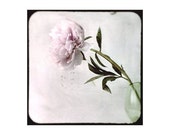 Peony - Fine art photography - Floral art  - Home decor - 5 x 5 - Pink