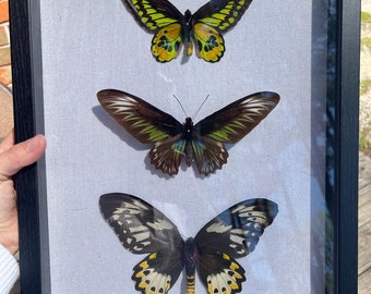 Birdwing butterflies (Ornithoptera rothschildi/Trogonoptera brookiana/Ornithoptera priamus posiedon)