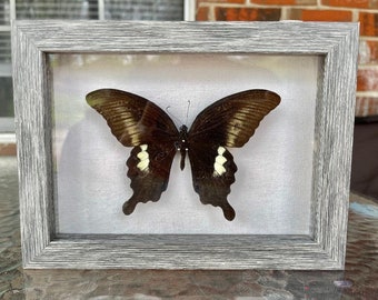 Gelbe Helena (Papilio nephelus)