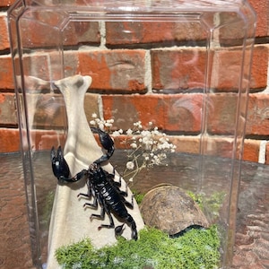 Vietnam Forest Scorpion, Deer Shoulder and Turtle Shell Terarrium