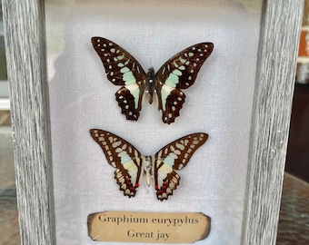 Great Jay (Graphium eurypylus) (Ventral & Dorsal)