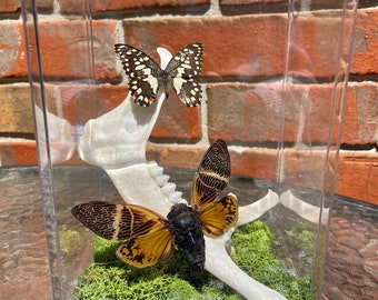 Cicada, Butterfly, and Deer Jaw Terrarium