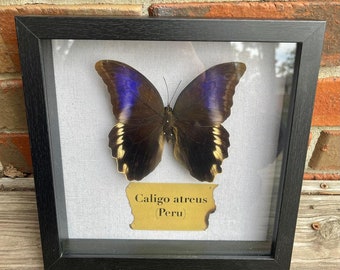 Purple Owl Butterfly (Caligo atreus)