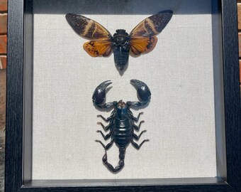 Brown Cicada and Vietnam Forest Scorpion