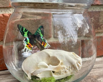 Waschbär Schädel & Regenbogenfalter Terrarium Glas