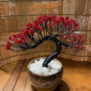 korean hornbeam bonsai Korean Hornbeam Bonsai Tree  Bella Bonsai Nursery