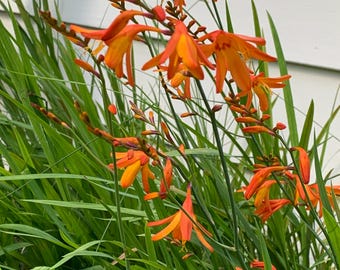 Crocosmia ‘Orange Lucifer’ Corms - Hardy Perennial Corms