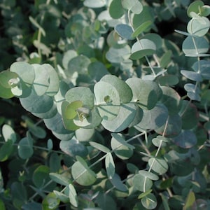May include: A cluster of eucalyptus branches featuring numerous rounded, silvery-green leaves arranged in opposite pairs along thin, light-colored stems. The foliage displays a matte texture with soft shadows cast across the overlapping circular leaves.