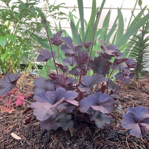 Heuchera ‘Obsidian’ Plant – Glossy Black Foliage for Shade Gardens
