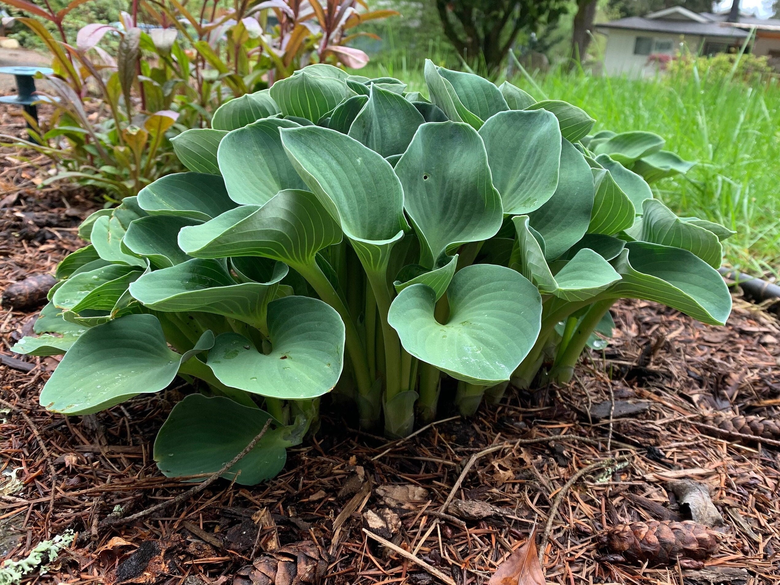 Hosta 'blue Mouse Ears' - Adorable Miniature Perennial for Shade Gardens -  Etsy