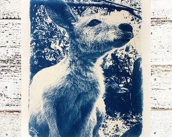 Kangaroo Art Print, Original Cyanotype, 8x10 inches, Wallaby Picture