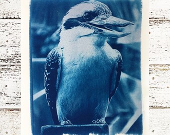 Kookaburra Art Print, Original Cyanotype, 8x10 inch Bird Art, Archival Print