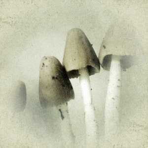 Mushroom Art Botanical Photograph Nature Photo Print 5x5 | Etsy