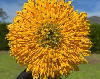 Large Teddy bear Sunflower Clip
