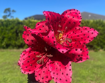 Huge Garnet Rhinestoned Double Amaryllis Clip