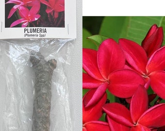 Red Plumeria Cutting from Hawaii, Tropical Plant