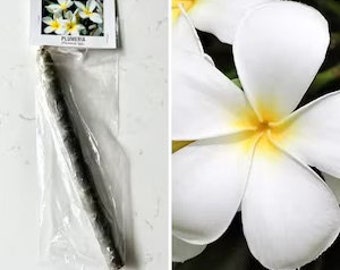 Duftender Plumeria-Ausschnitt, Hawaii gewachsen, rosa, gelb, weiß oder rot