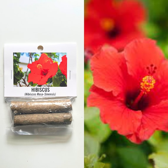 Hawaiian Hibiscus Cutting: Tropical Flower, Gardening