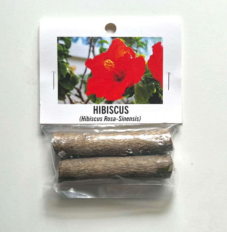 K&ouml;nnte beinhalten: Eine Packung mit zwei Holzst&uuml;cken und einer Karte mit einem Foto einer leuchtend roten Hibiskusbl&uuml;te. Auf der Karte steht "HIBISCUS (Hibiscus Rosa-Sinensis)". Die Holzst&uuml;cke sind braun und zylindrisch.