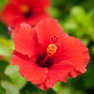 K&ouml;nnte beinhalten: Nahaufnahme einer leuchtend roten Hibiskusbl&uuml;te mit einem auff&auml;lligen gelb-orangenen Zentrum. Die Bl&uuml;tenbl&auml;tter sind ger&uuml;scht und strukturiert, mit einem dunkelroten Schlund. Der Hintergrund ist ein weiches Gr&uuml;n, das einen nat&uuml;rlichen Kontrast erzeugt.