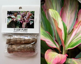Ti Blatt / Made in Hawaiianer / Cordyline Terminis / Gartenarbeit / Tropisch / Hawaiianische Pflanze / Gartenarbeit / Pflanzen