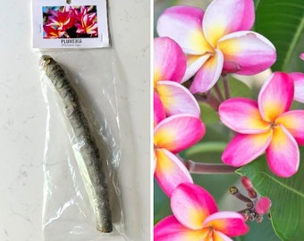 Plumeria Cutting from Hawaii / Variegated Pink and Yellow, White or Red Colors Available / Grow your own plumeria tree / Live plumeria plant