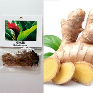 Puede incluir: Una pequeña bolsa de plástico que contiene raíz de jengibre seca. La bolsa tiene una etiqueta que dice "Jengibre (Alpinia Purpurata)". A la derecha de la imagen se muestra un primer plano de raíz de jengibre fresca.